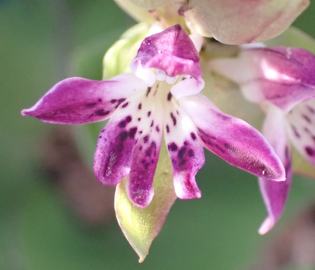 Satyrium erectum