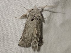 Scythrophanes stenoptera