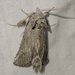 Scythrophanes stenoptera - Photo (c) David Akers, algunos derechos reservados (CC BY-NC-SA), subido por David Akers