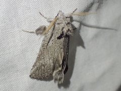 Scythrophanes stenoptera