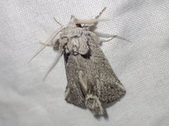 Scythrophanes stenoptera