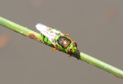 Odontomyia cincta