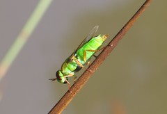 Odontomyia cincta
