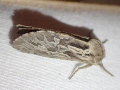 Oncopera fasciculatus