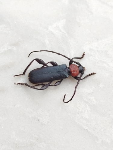 Ropalopus ruficollis