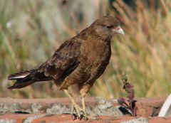 Daptrius chimango