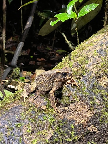 Bony-headed Toad, Ingerophrynus galeatus