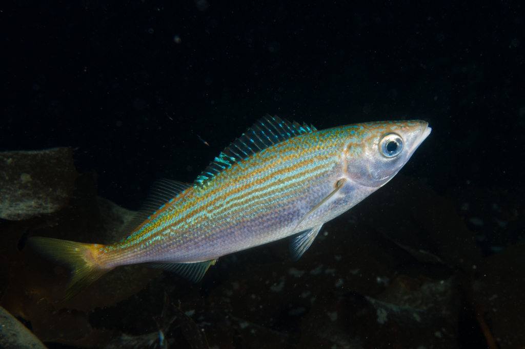 Telescope Fish