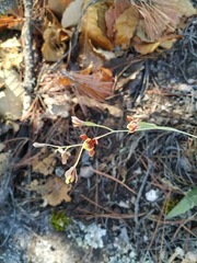 Prosthechea concolor