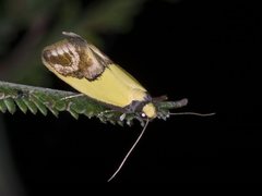 Chrysonoma catoptrina