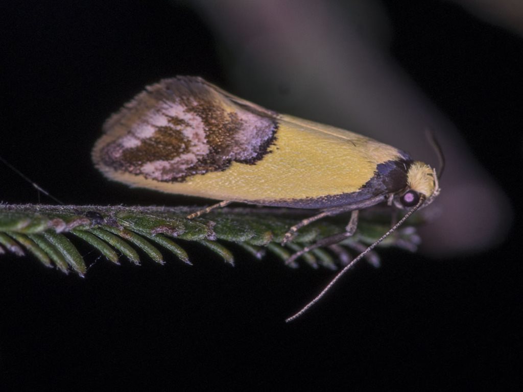Chrysonoma catoptrina