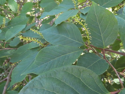 Image of Neoshirakia japonica by (c) Marco Mussita, some rights reserved (CC BY)