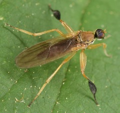 Platypalpus discifer