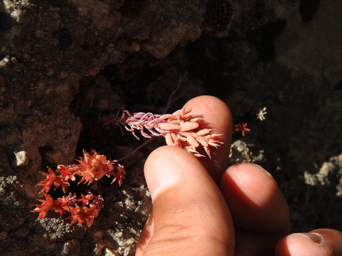 Image of Sedum rubens by (c) Duarte Frade, some rights reserved (CC BY)