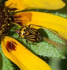 Calocoris barberi