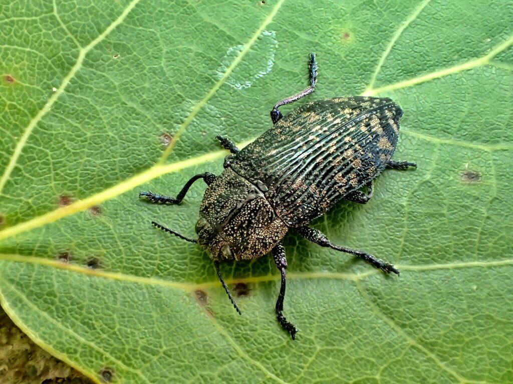 Poecilonota variolosa