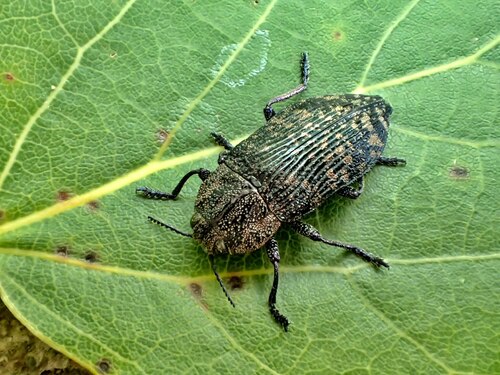 Poecilonota variolosa