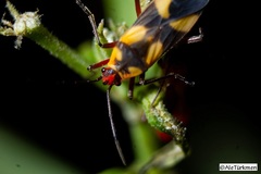 Oncopeltus cingulifer