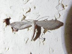 Euacidalia brownsvillea
