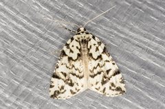 Archephanes zalosema