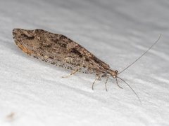 Kempynus millgrovensis