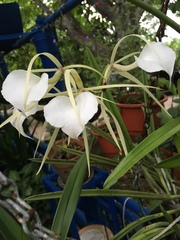 Brassavola