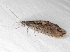 Kempynus millgrovensis