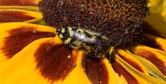 Acmaeodera mixta