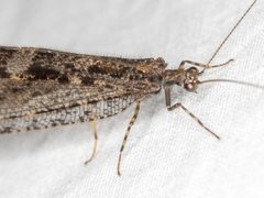 Kempynus millgrovensis