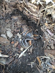 Batrachoseps major major