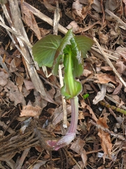 Parasenecio kamtschaticus