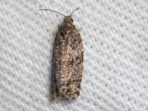 Isochorista pumicosa · iNaturalist