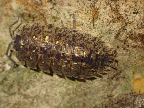 Porcellio spinipennis