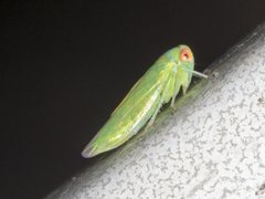 Rosopaella leurensis