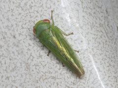 Rosopaella leurensis