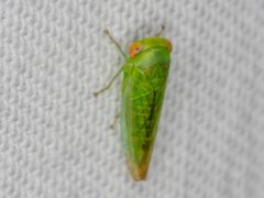 Rosopaella leurensis