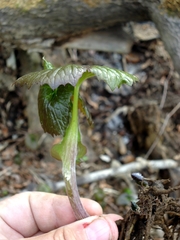 Parasenecio kamtschaticus