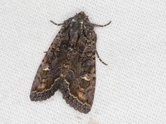 Neumichtis spumigera