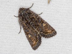 Neumichtis spumigera