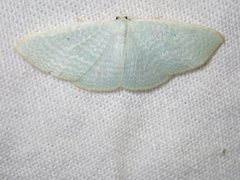 Poecilasthena fragilis