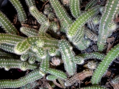 Lobivia silvestrii