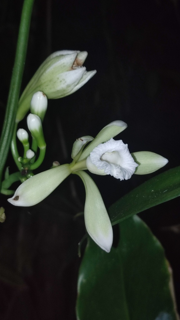 Vanilla albida (Vanilla albida)