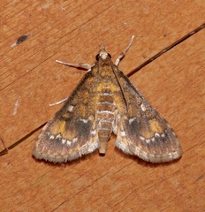 Niphograpta albiguttalis
