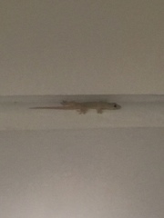 Hemidactylus platyurus