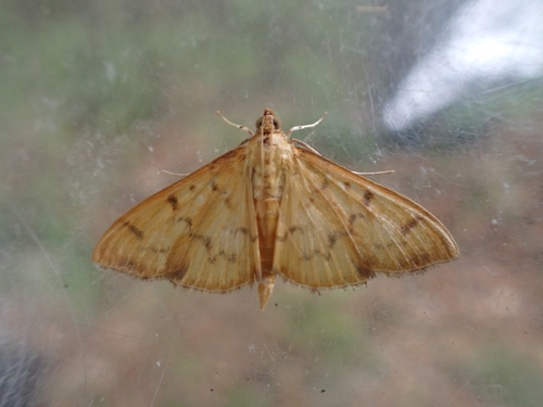 Patania balteata