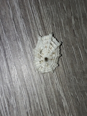 Diodora
