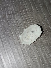 Diodora