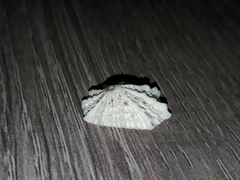 Diodora