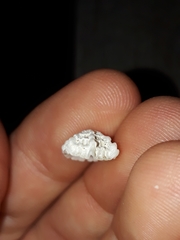 Diodora
