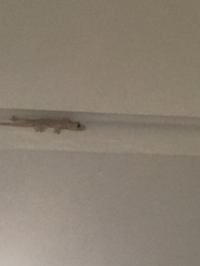 Hemidactylus platyurus